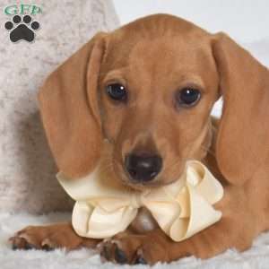 Milo, Dachshund Puppy