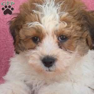 Milo, Teddy Bear Puppy