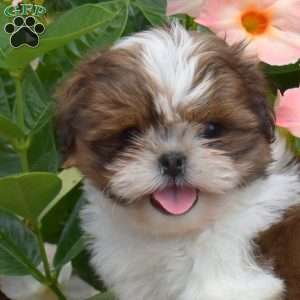 Milo, Shih Tzu Puppy