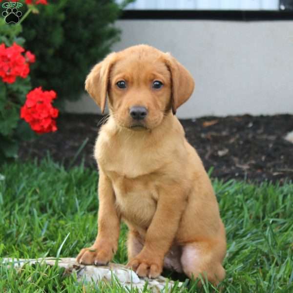Milo, Fox Red Labrador Retriever Puppy