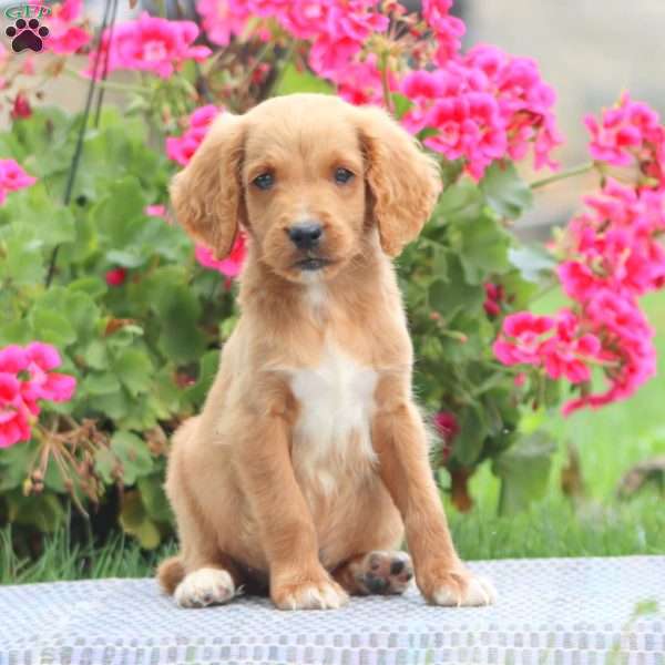 Milo, Goldendoodle Puppy
