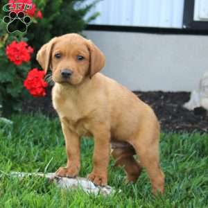 Milo, Fox Red Labrador Retriever Puppy