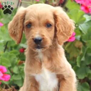 Milo, Goldendoodle Puppy