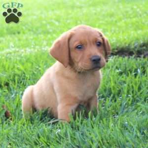 Milo, Fox Red Labrador Retriever Puppy