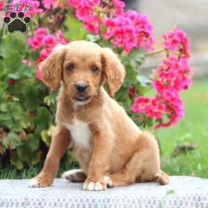 Milo, Goldendoodle Puppy
