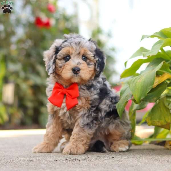 Milo, Mini Bernedoodle Puppy