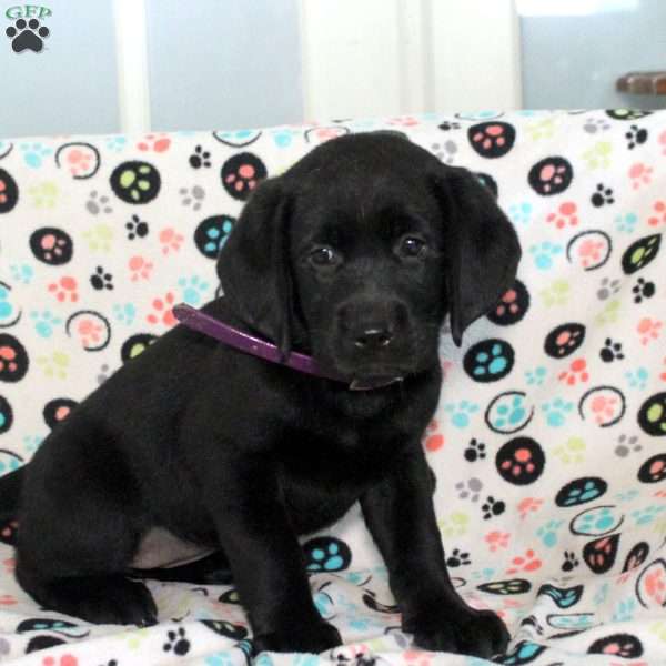 Mina, Black Labrador Retriever Puppy