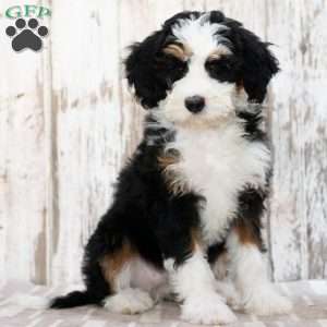 Mindy, Mini Bernedoodle Puppy