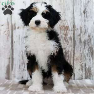 Mindy, Mini Bernedoodle Puppy