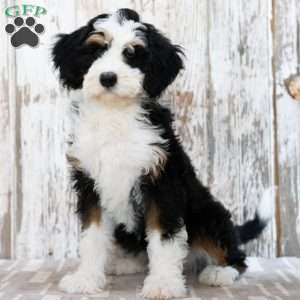 Mindy, Mini Bernedoodle Puppy