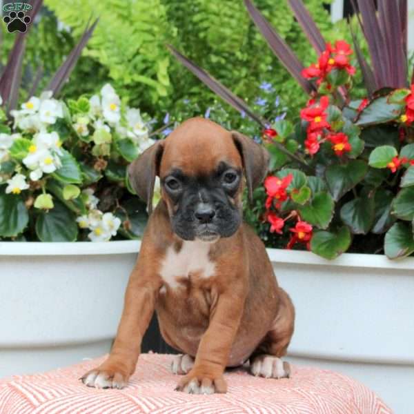 Mindy, Boxer Puppy