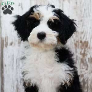 Mindy, Mini Bernedoodle Puppy
