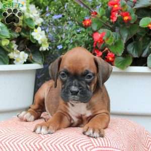Mindy, Boxer Puppy