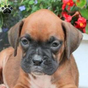 Mindy, Boxer Puppy