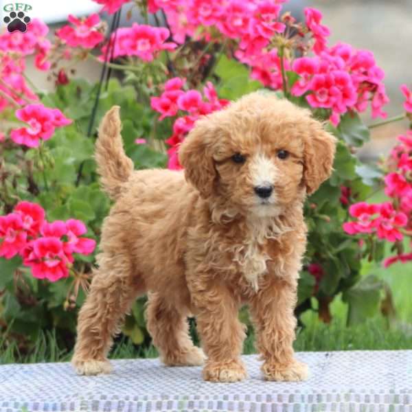Mindy, Goldendoodle Puppy