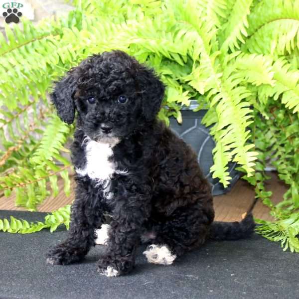 Mindy, Miniature Poodle Puppy