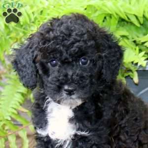 Mindy, Miniature Poodle Puppy