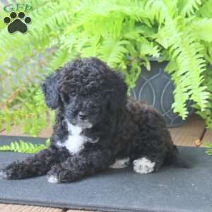 Mindy, Miniature Poodle Puppy