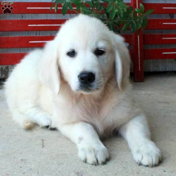 Mira, English Cream Golden Retriever Puppy