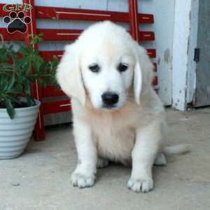 Mira, English Cream Golden Retriever Puppy