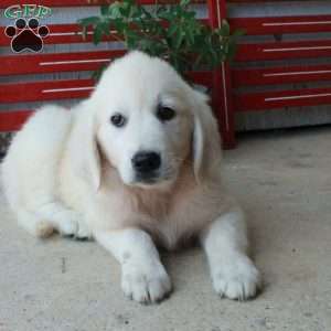 Mira, English Cream Golden Retriever Puppy