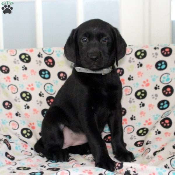 Mireya, Black Labrador Retriever Puppy