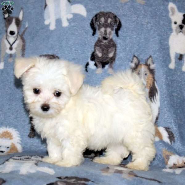 Mischief, Maltese Puppy