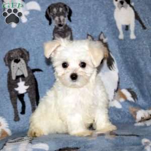 Mischief, Maltese Puppy