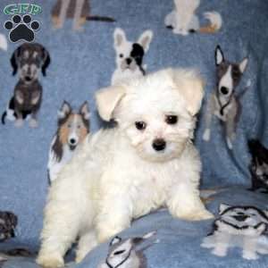 Mischief, Maltese Puppy
