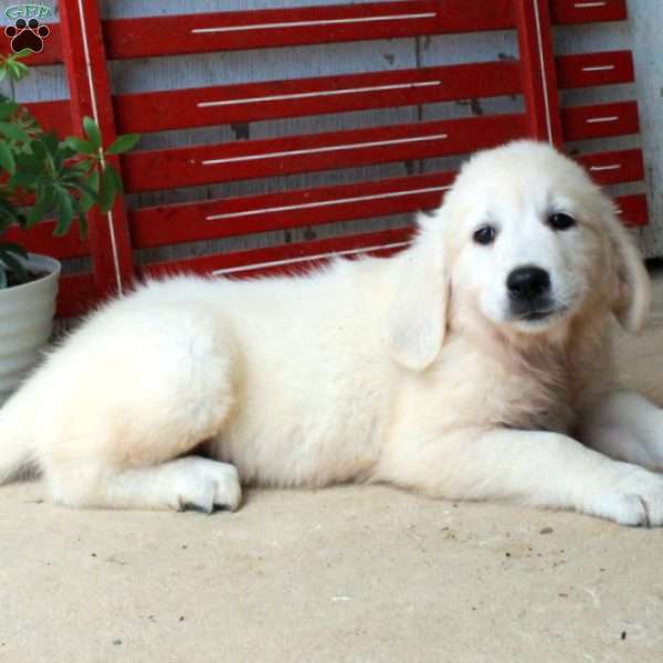 Missy, English Cream Golden Retriever Puppy
