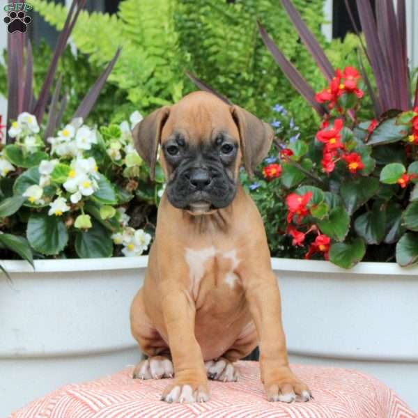 Missy, Boxer Puppy