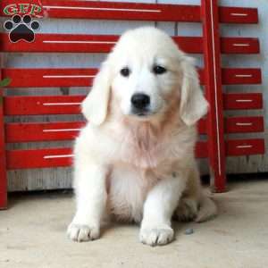 Missy, English Cream Golden Retriever Puppy