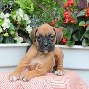 Missy, Boxer Puppy