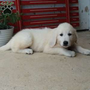 Missy, English Cream Golden Retriever Puppy