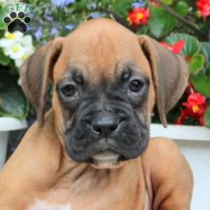 Missy, Boxer Puppy