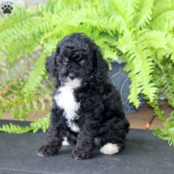 Missy, Miniature Poodle Puppy