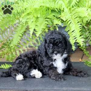 Missy, Miniature Poodle Puppy