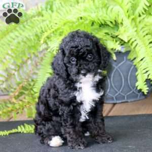 Missy, Miniature Poodle Puppy