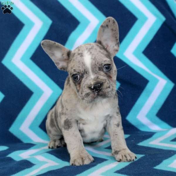 Mitch, Frenchton Puppy