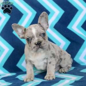 Mitch, Frenchton Puppy