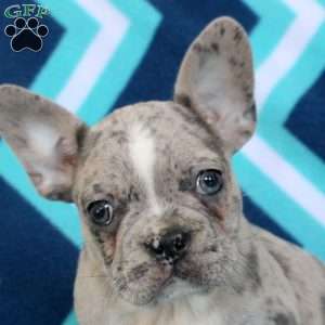 Mitch, Frenchton Puppy