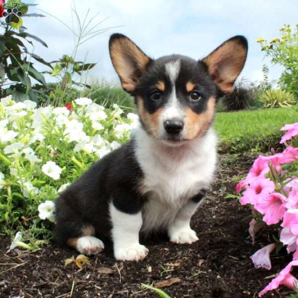 Mitchell, Pembroke Welsh Corgi Puppy