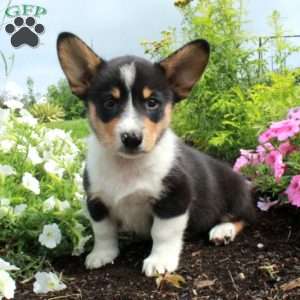 Mitchell, Pembroke Welsh Corgi Puppy