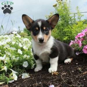 Mitchell, Pembroke Welsh Corgi Puppy
