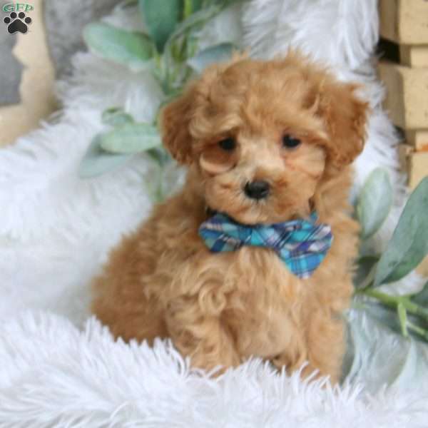Mitchell, Maltipoo Puppy