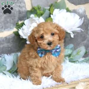 Mitchell, Maltipoo Puppy