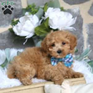 Mitchell, Maltipoo Puppy