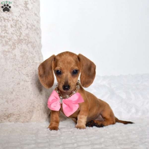 Mitten, Dachshund Puppy