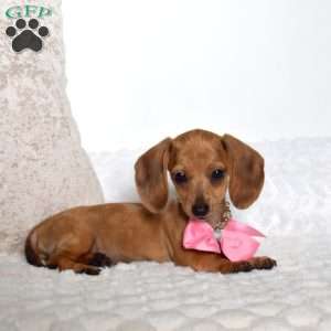 Mitten, Dachshund Puppy