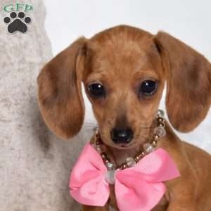 Mitten, Dachshund Puppy